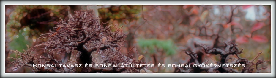 , marczika, tavasz, bonsai kert, bonsai kerteszet, erd hungary tavasz bonsai kert marczika bonsai studio erden